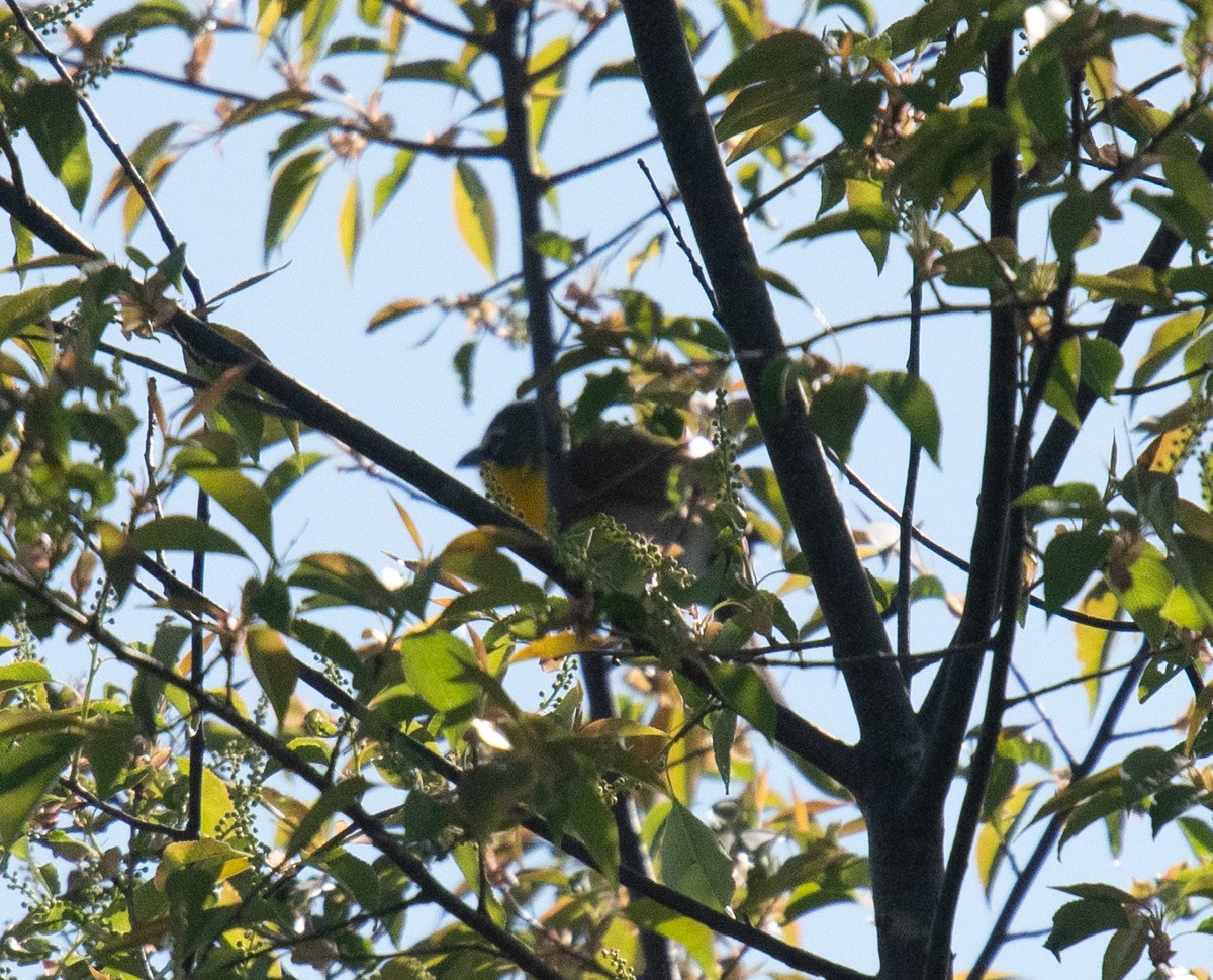 Yellow-breasted Chat - ML618558625