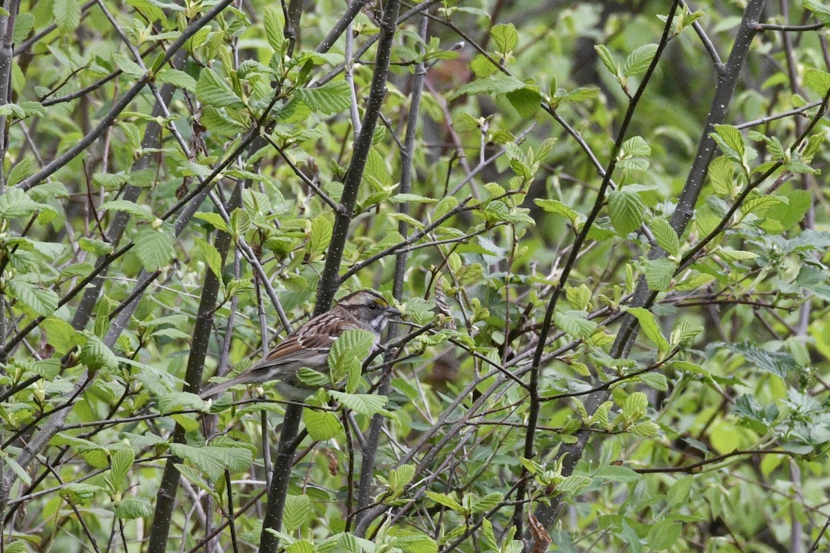 White-throated Sparrow - Allen Grove