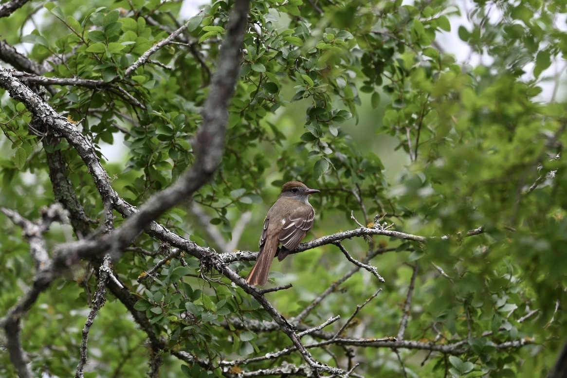Great Crested Flycatcher - ML618558632