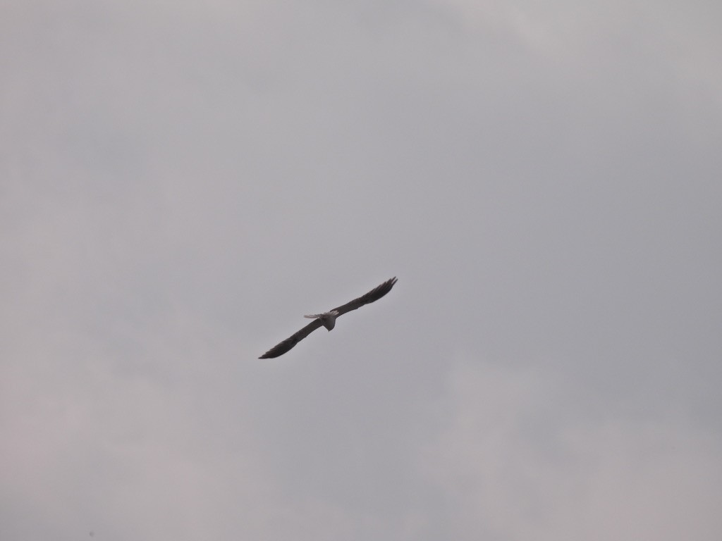 White-tailed Kite - ML618558658