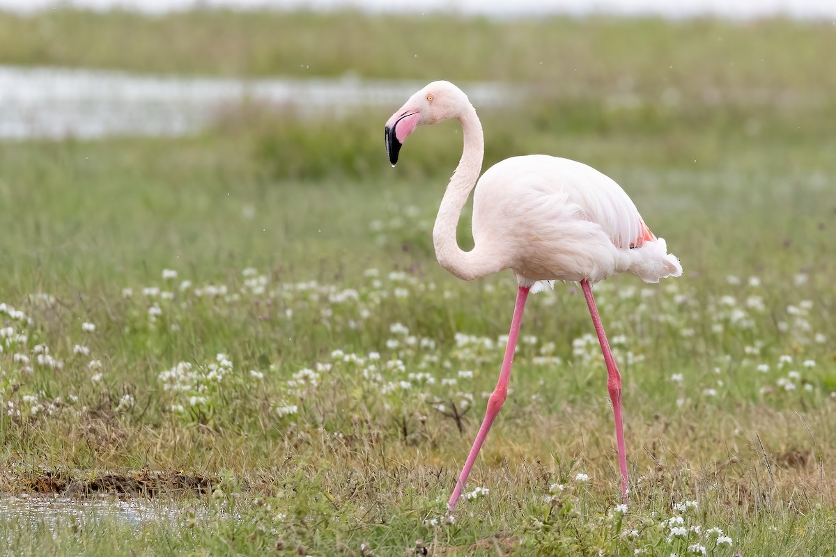 Greater Flamingo - Daniel Danckwerts (Rockjumper Birding Tours)