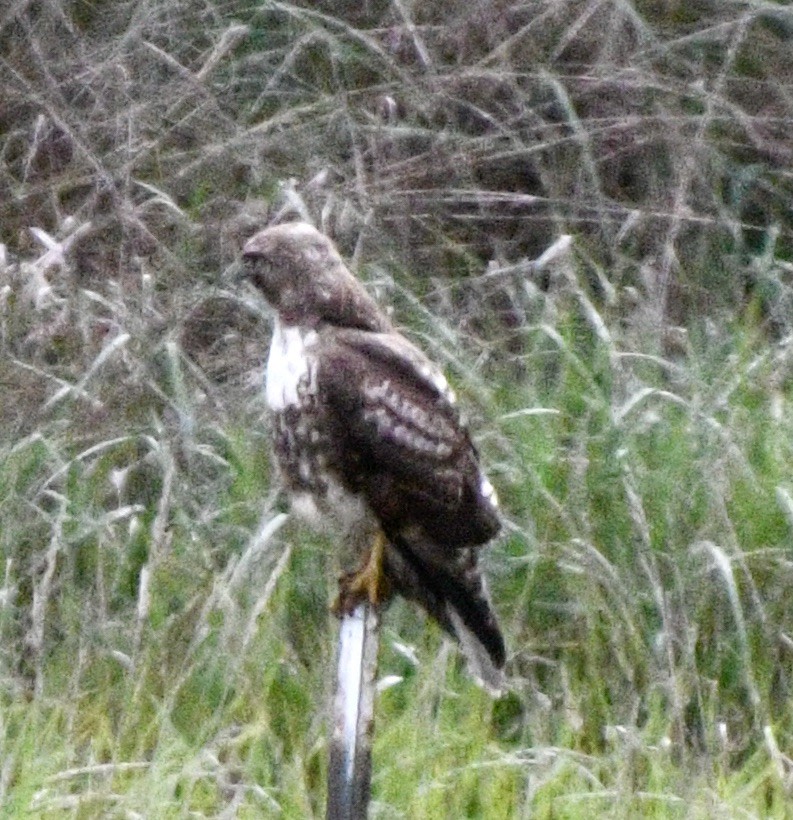 Red-tailed Hawk - ML618558679
