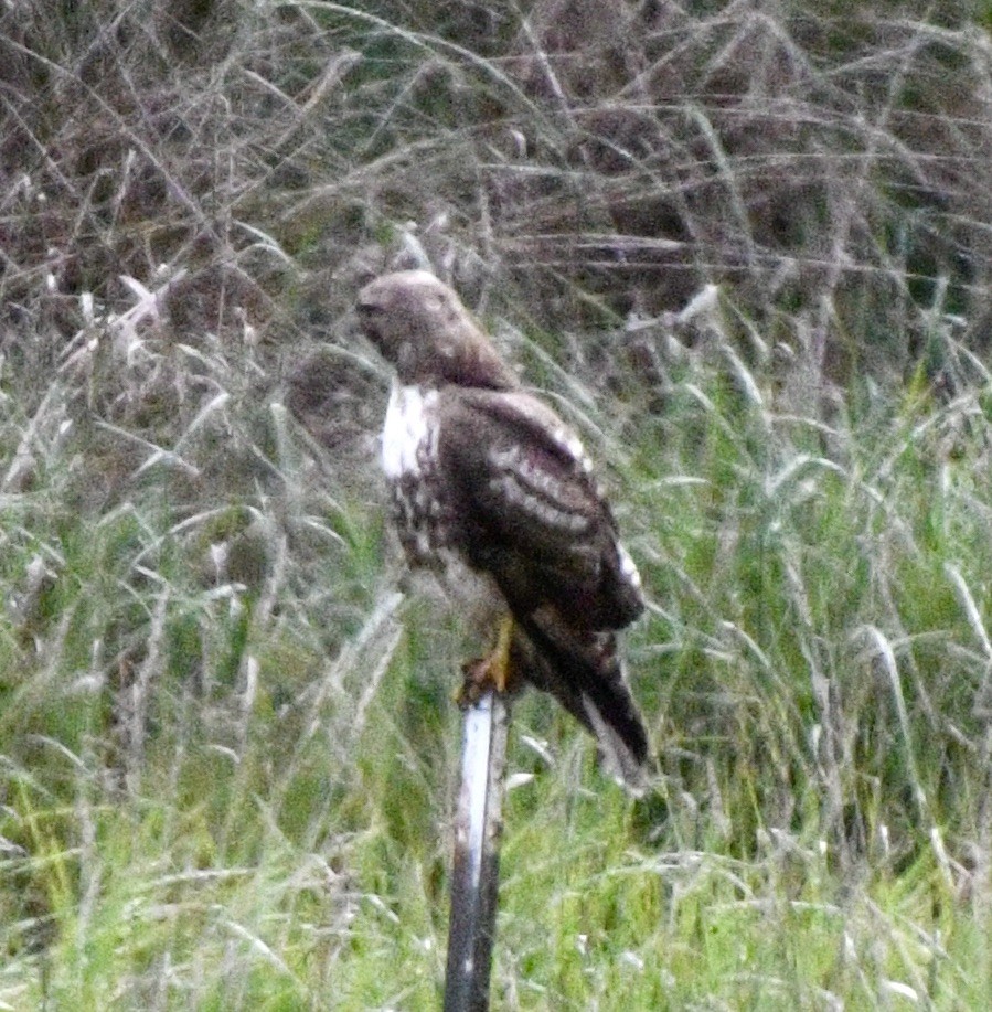 Red-tailed Hawk - ML618558680