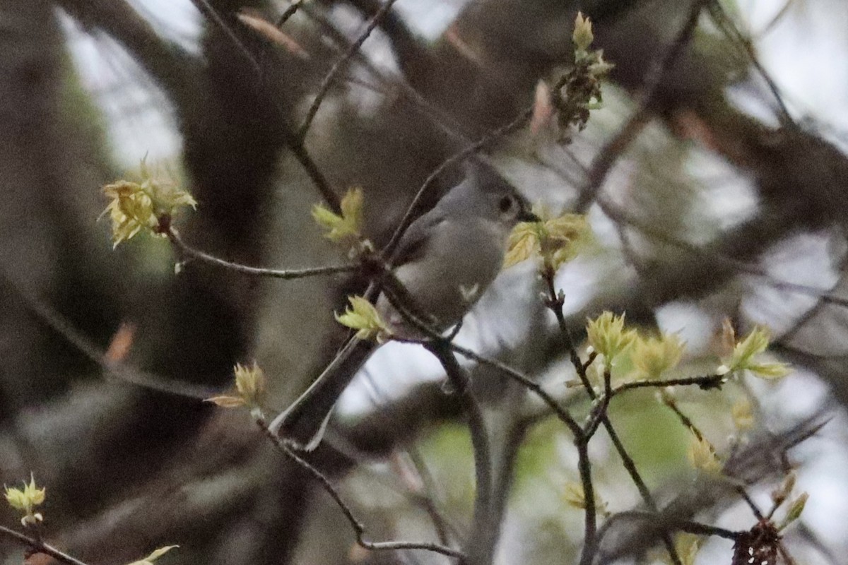 Tufted Titmouse - Liam Messier