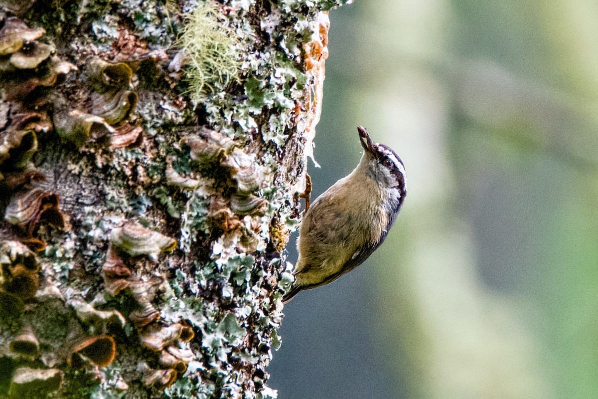 Red-breasted Nuthatch - John Frazier