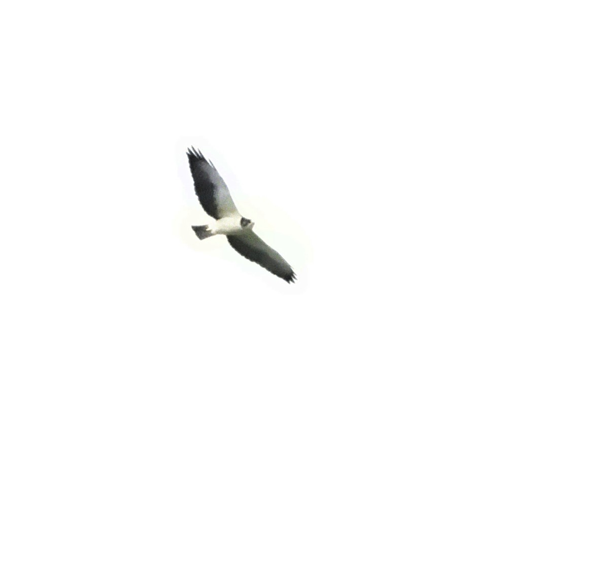 Short-tailed Hawk - ML618558724