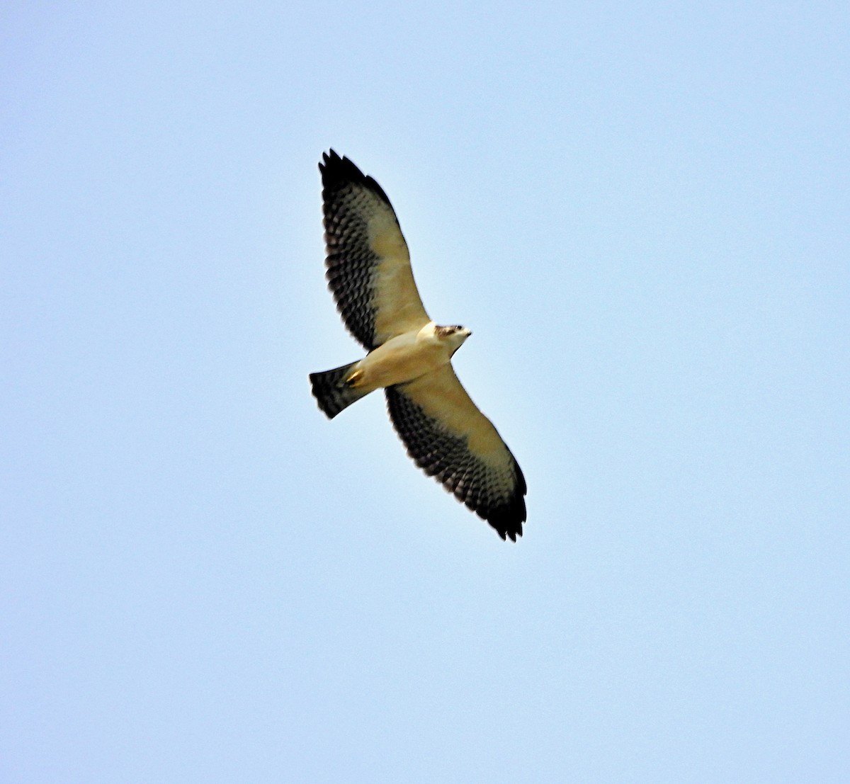Short-tailed Hawk - ML618558726