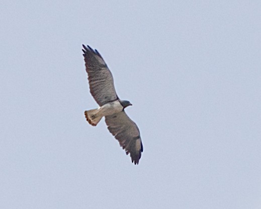 White-tailed Hawk - John Gluth