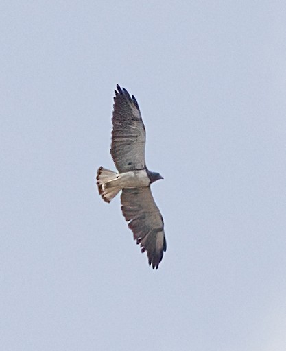 White-tailed Hawk - ML618558741