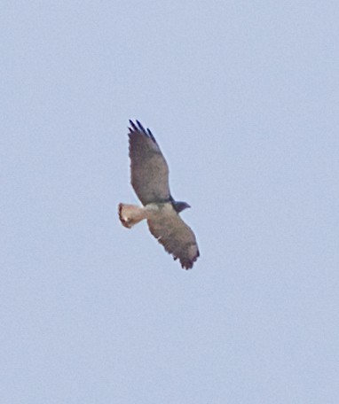 White-tailed Hawk - ML618558744