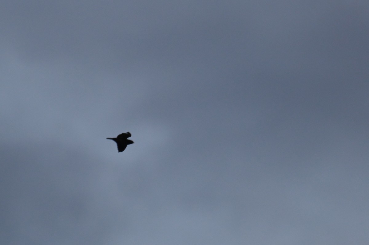 Short-tailed Nighthawk (Short-tailed) - ML618558748