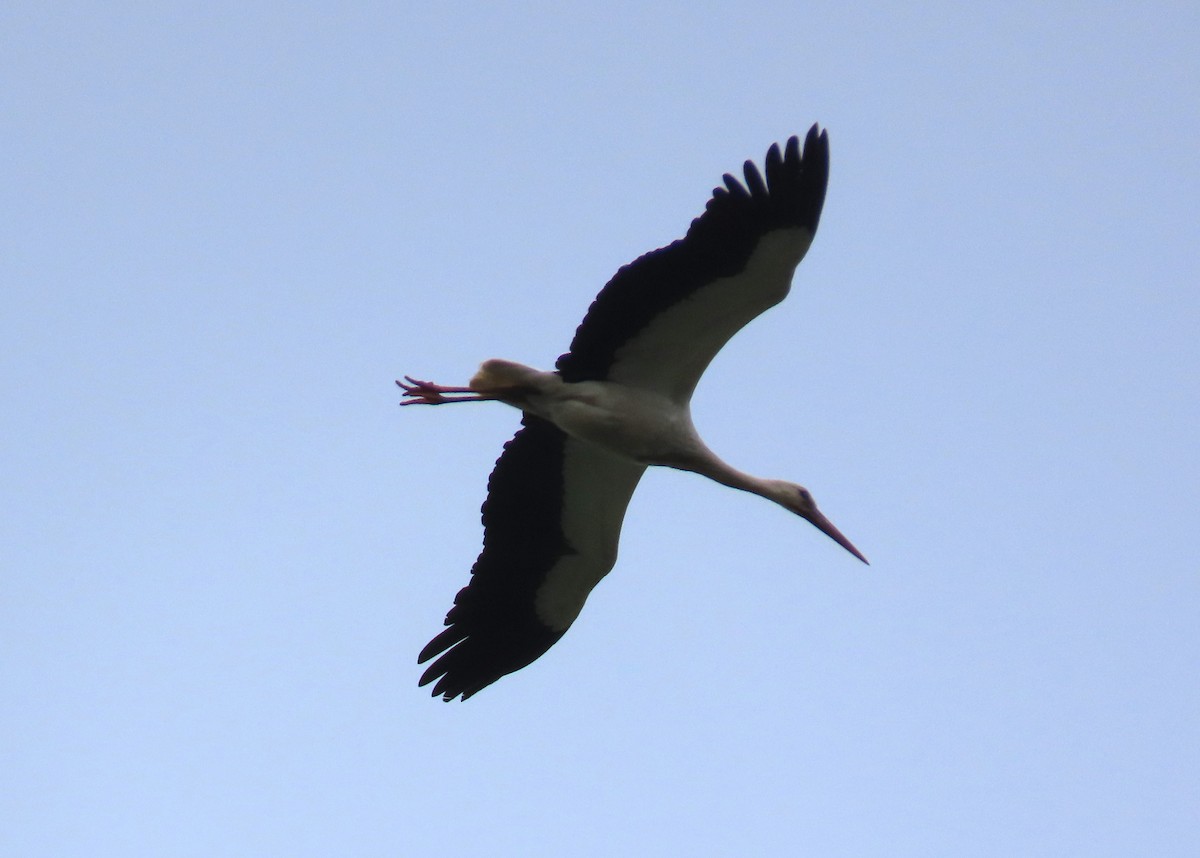White Stork - ML618558771