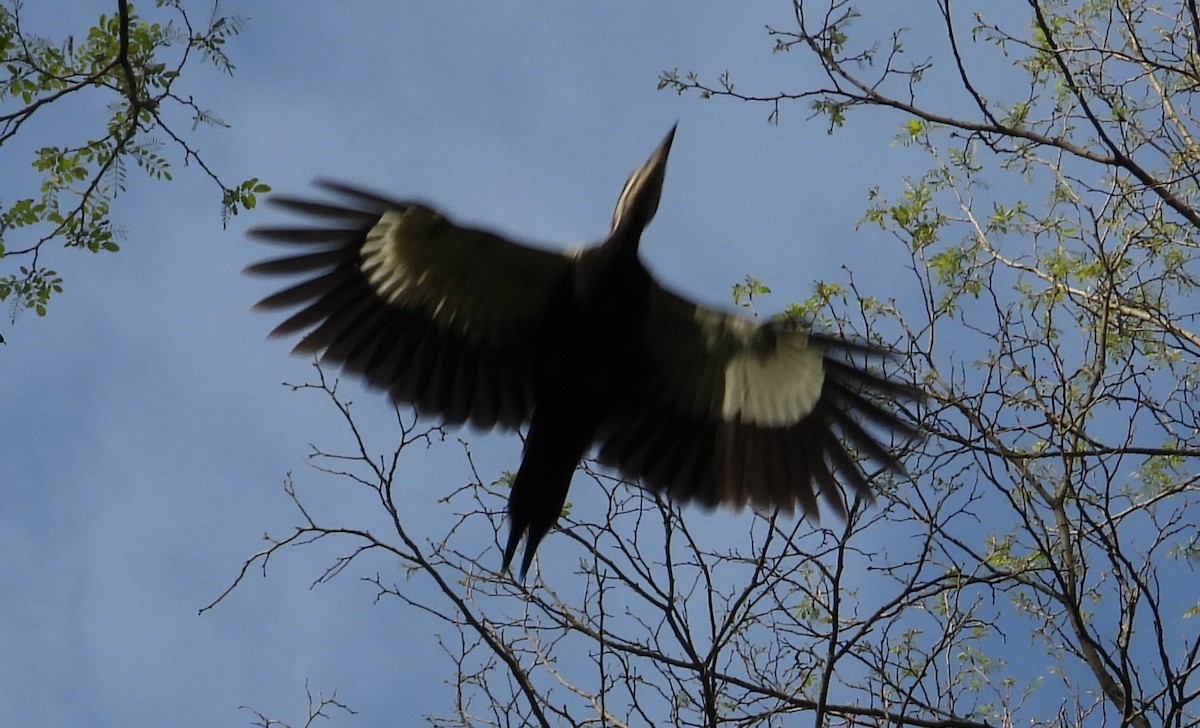 Pileated Woodpecker - Brent Daggett