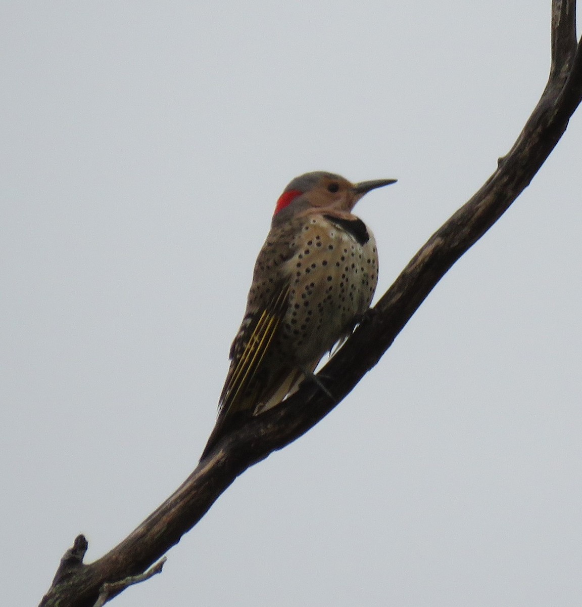 Northern Flicker (Yellow-shafted) - ML618558778