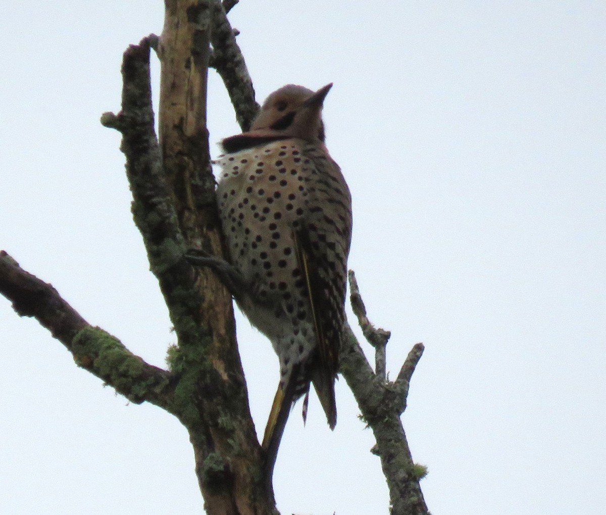 Northern Flicker (Yellow-shafted) - ML618558779