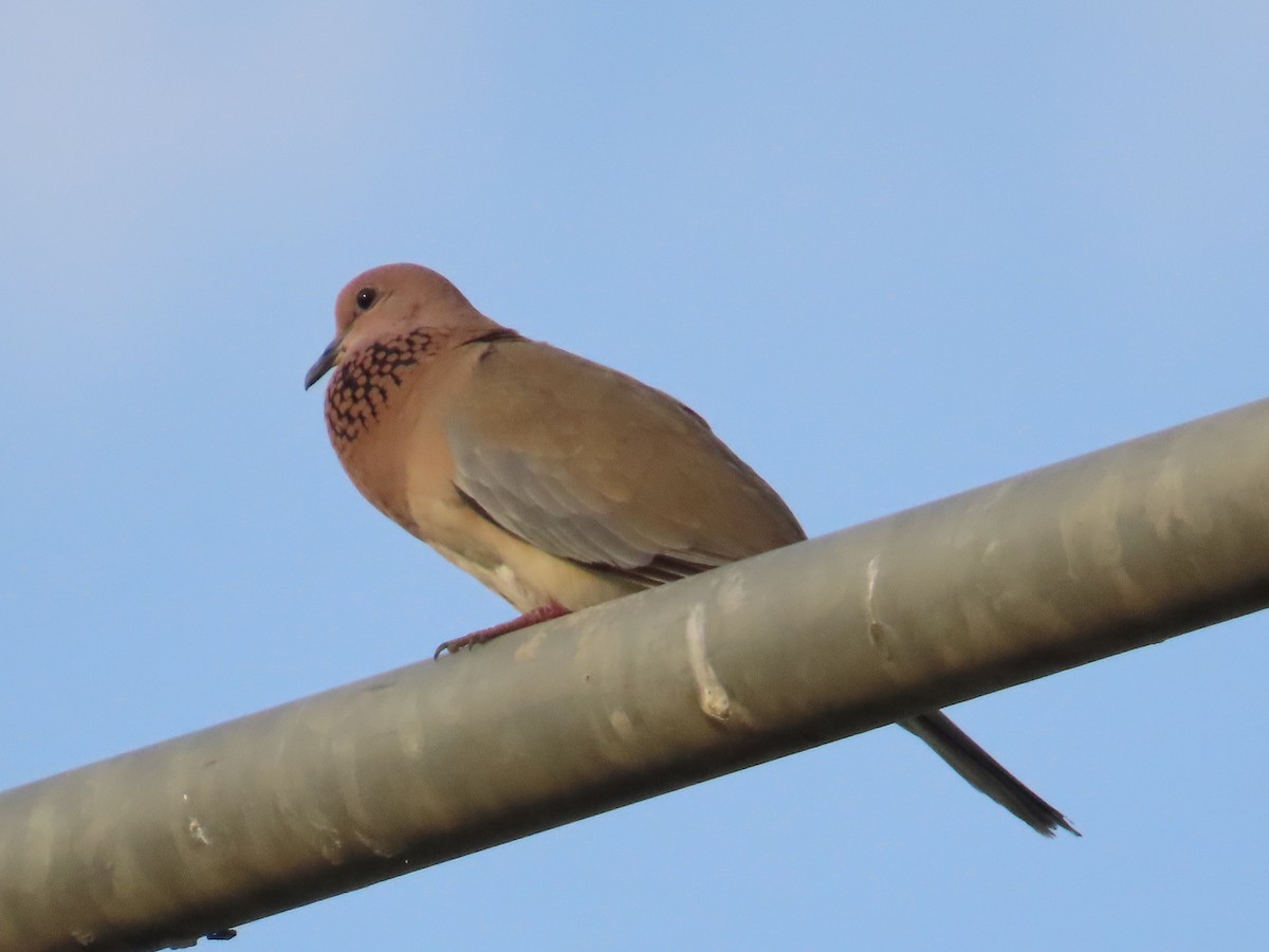 Laughing Dove - ML618558819