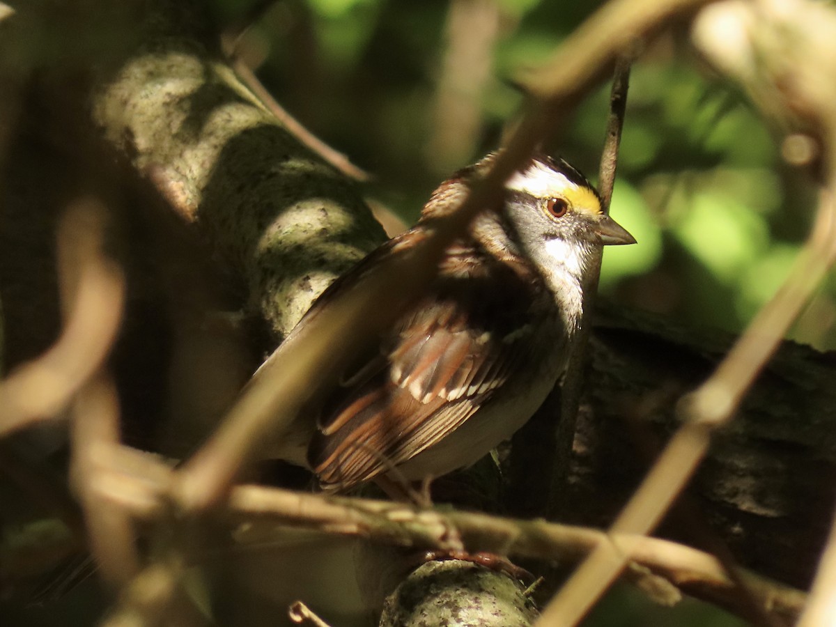White-throated Sparrow - ML618558829