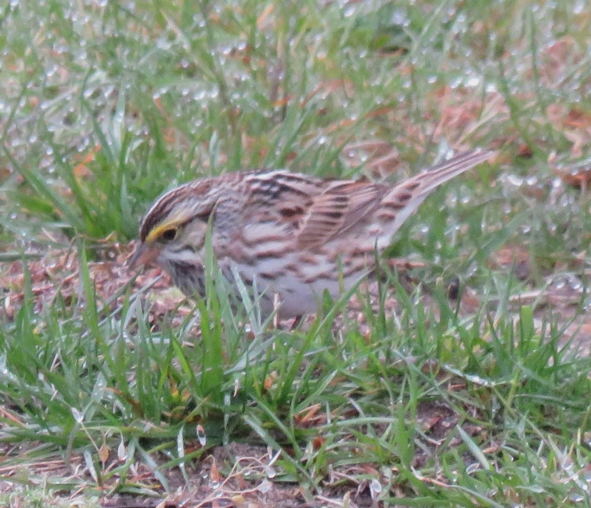 Savannah Sparrow - ML618558830