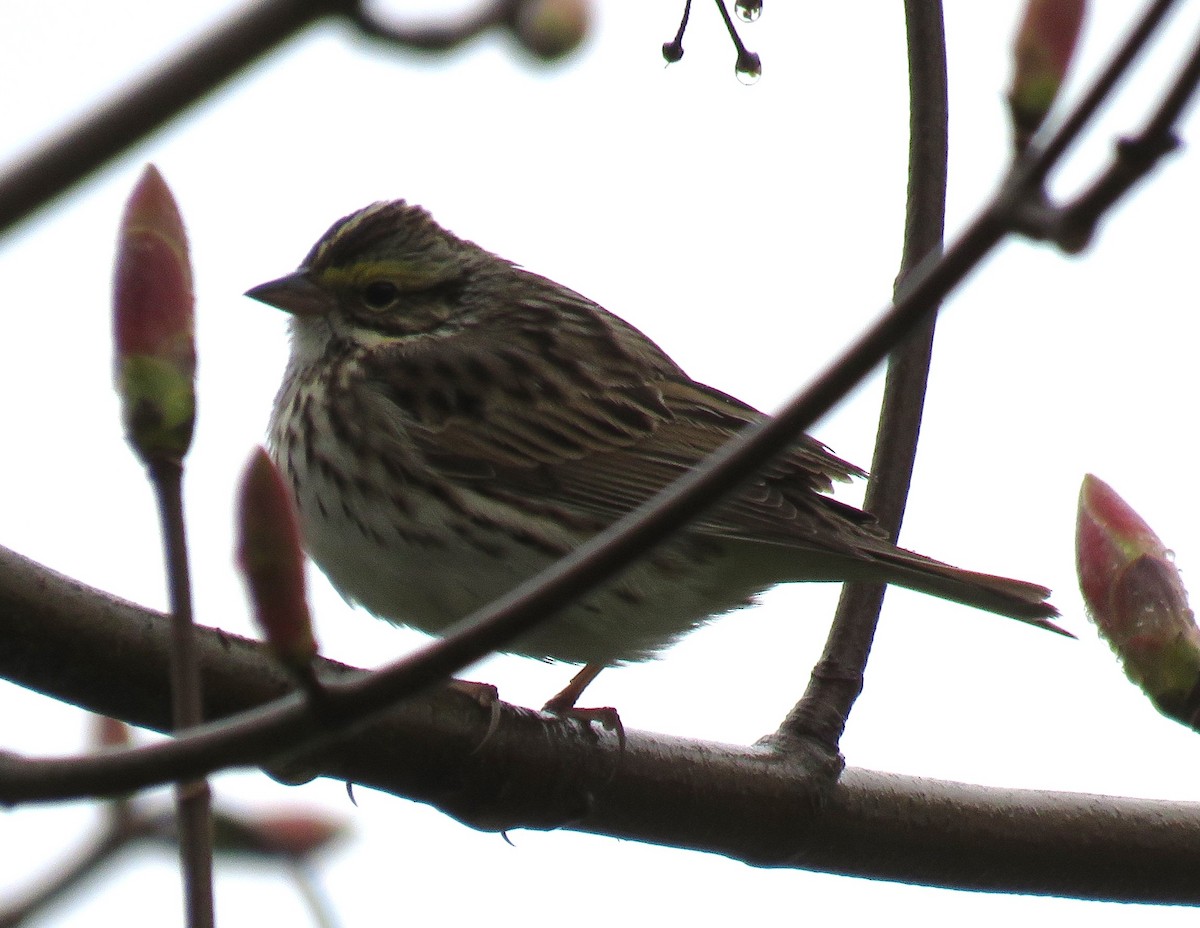 Savannah Sparrow - ML618558831
