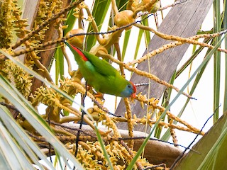  - Camiguin Hanging-Parrot