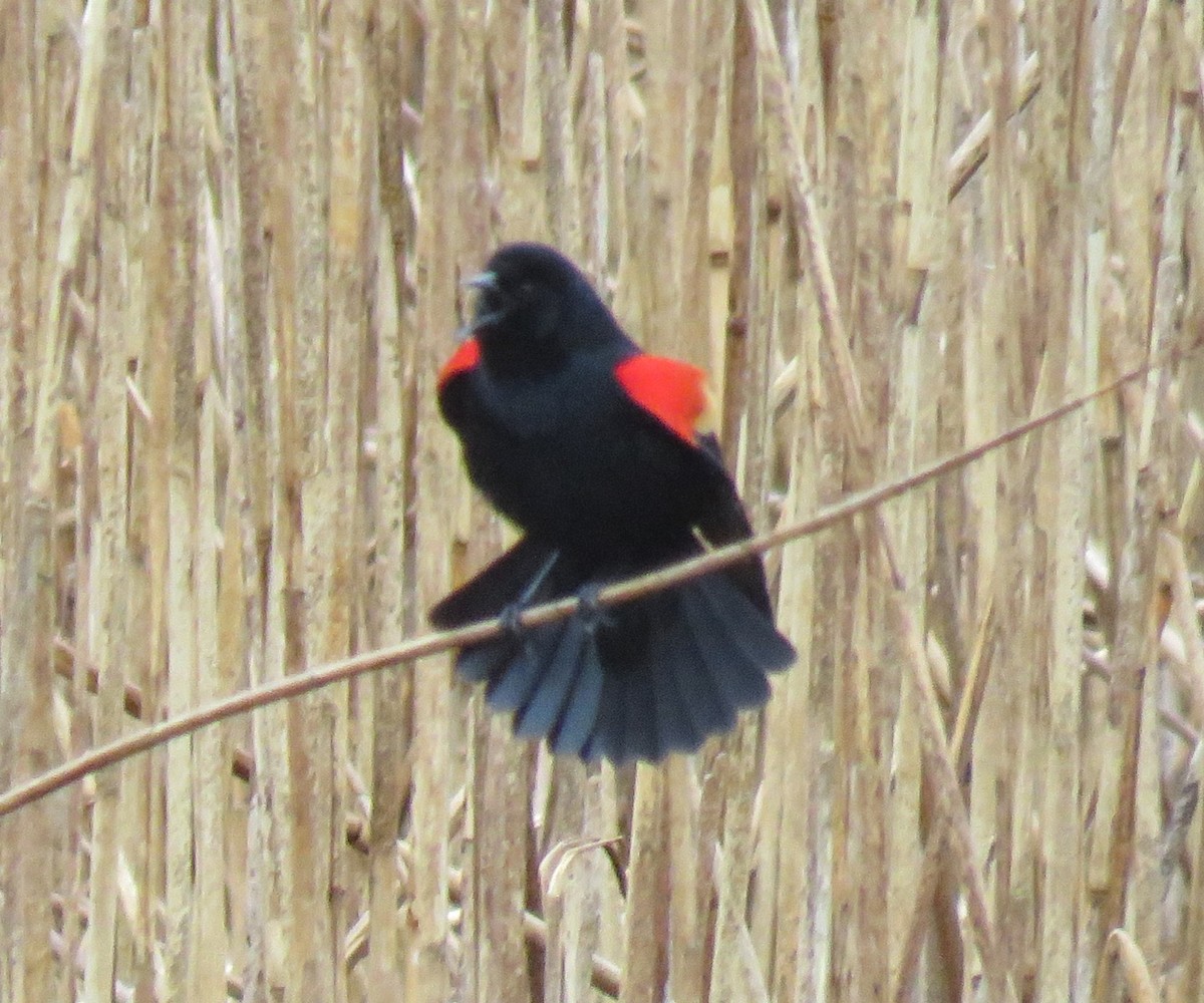 Red-winged Blackbird - ML618558854