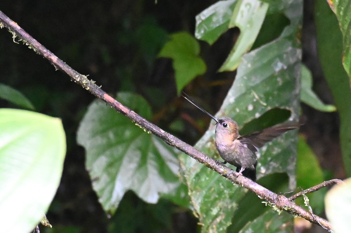 kolibřík zelenočelý - ML618558876