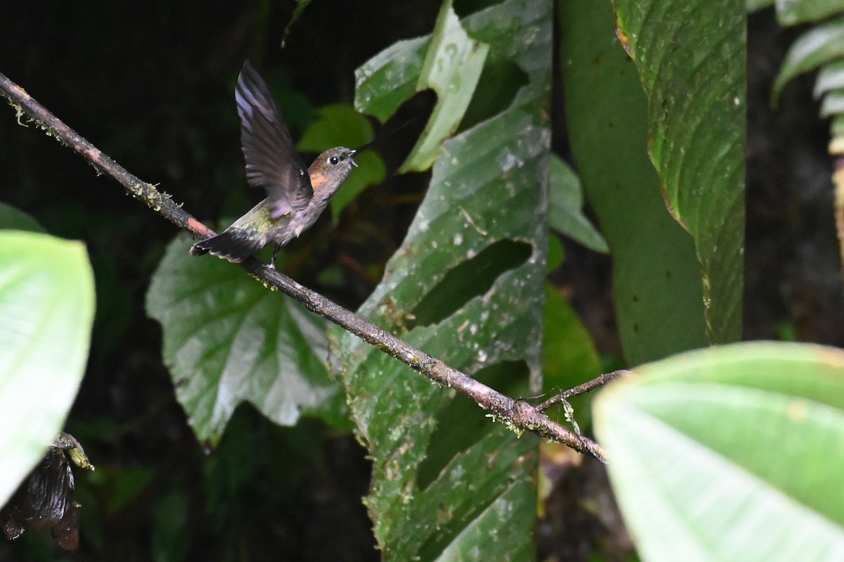 kolibřík zelenočelý - ML618558877
