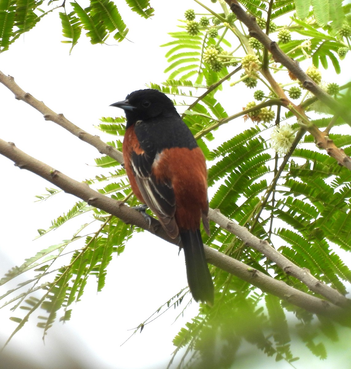 Orchard Oriole - ML618558882
