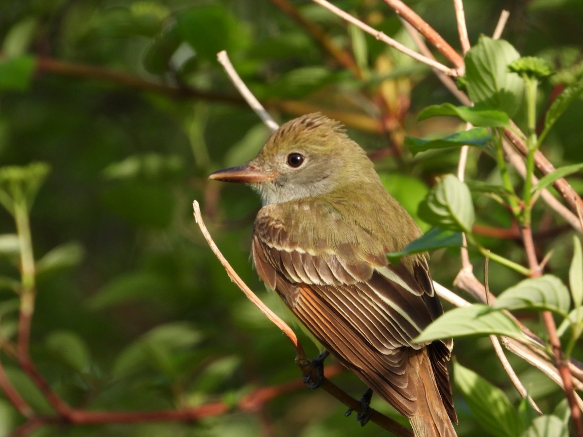 Great Crested Flycatcher - ML618558904