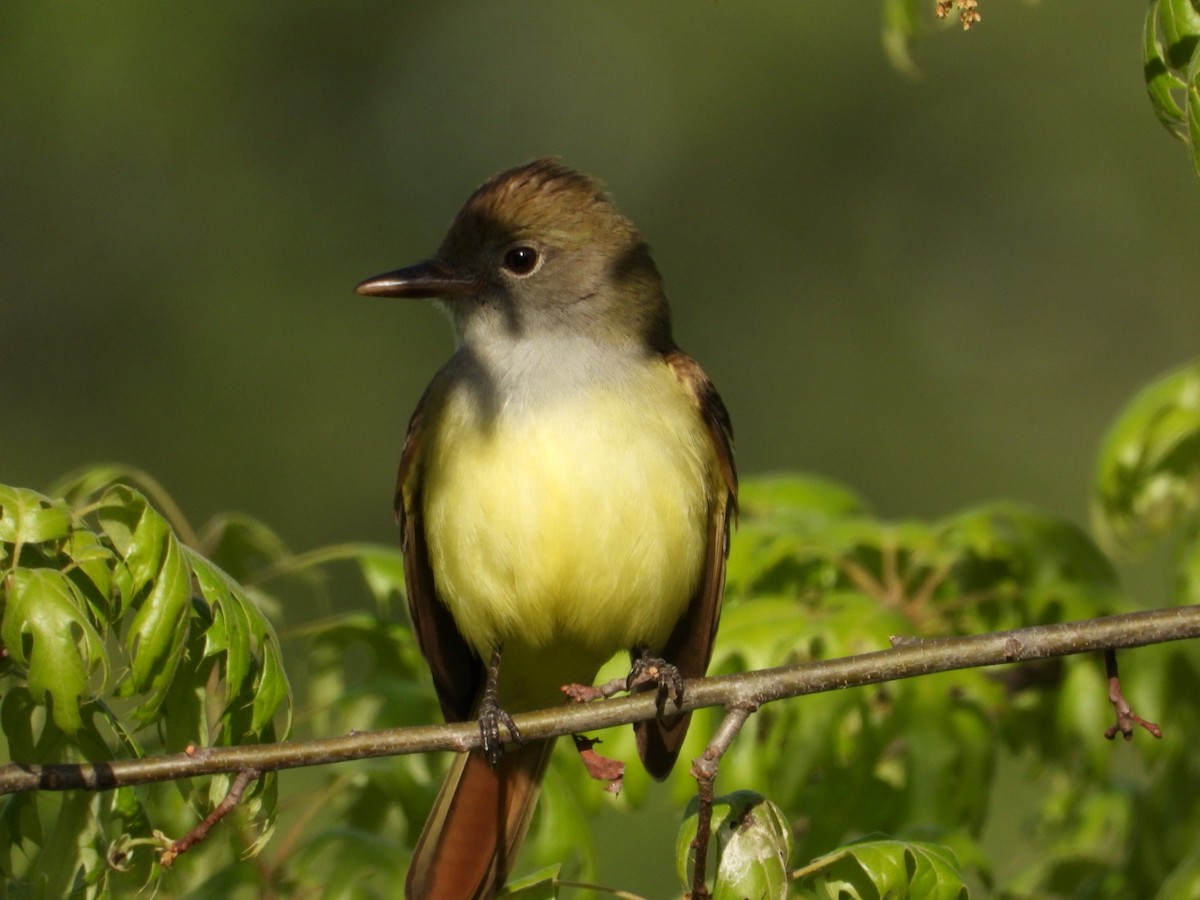 Great Crested Flycatcher - ML618558905
