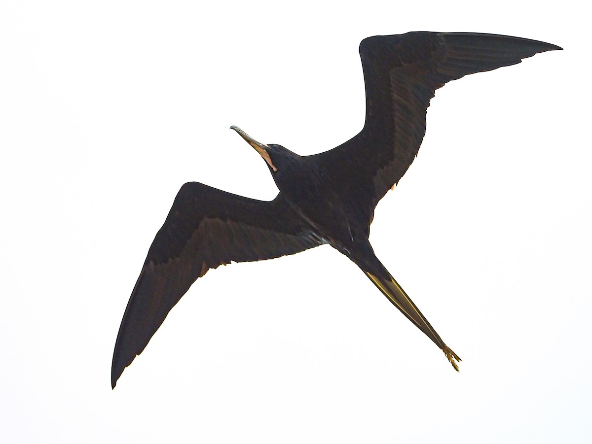 Magnificent Frigatebird - ML618558908
