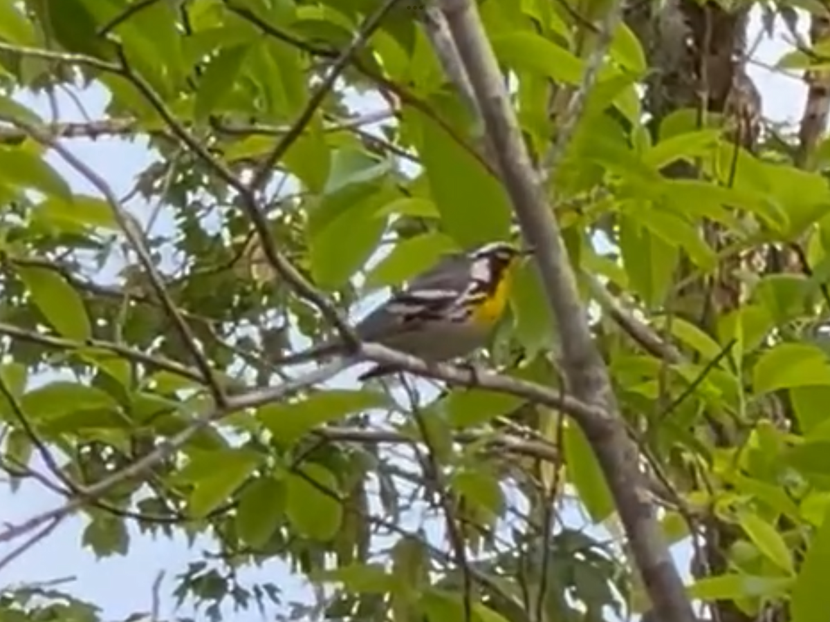 Yellow-throated Warbler - ML618558916