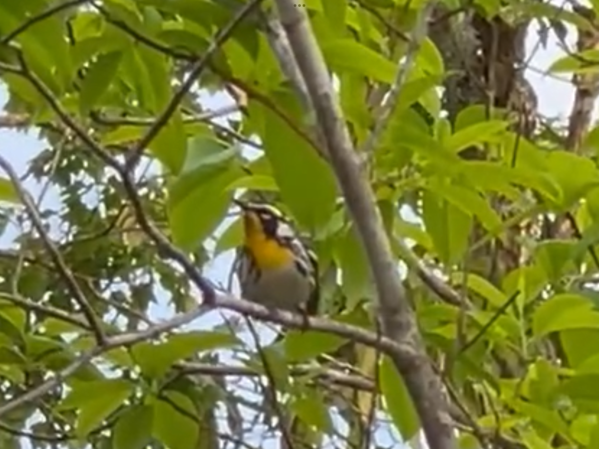Yellow-throated Warbler - ML618558917
