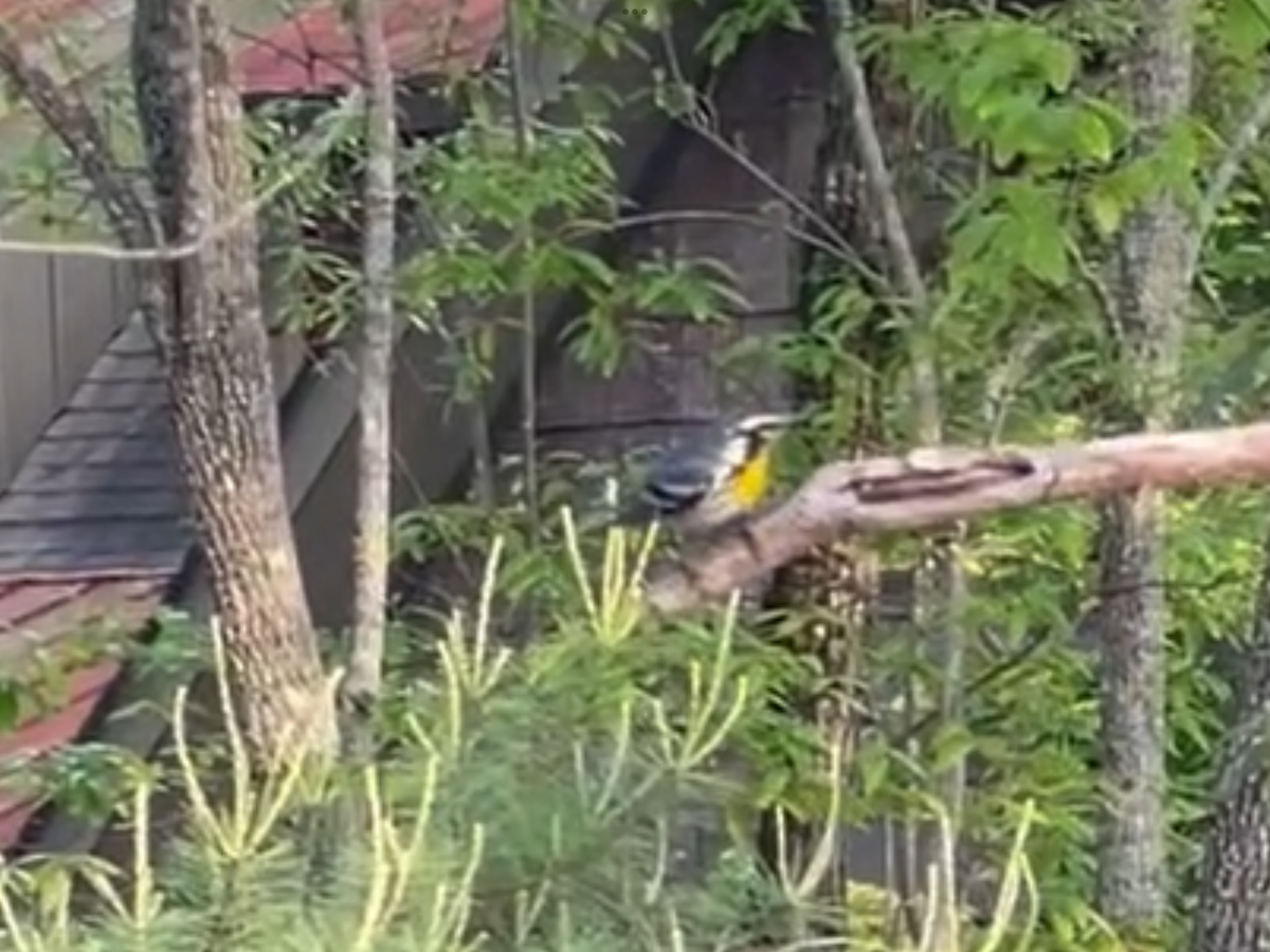 Yellow-throated Warbler - ML618558919