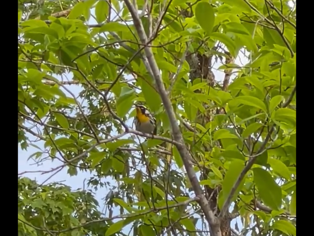 Yellow-throated Warbler - ML618558923