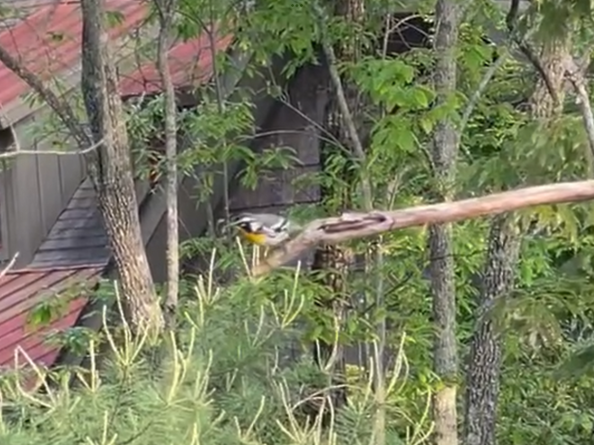 Yellow-throated Warbler - ML618558924