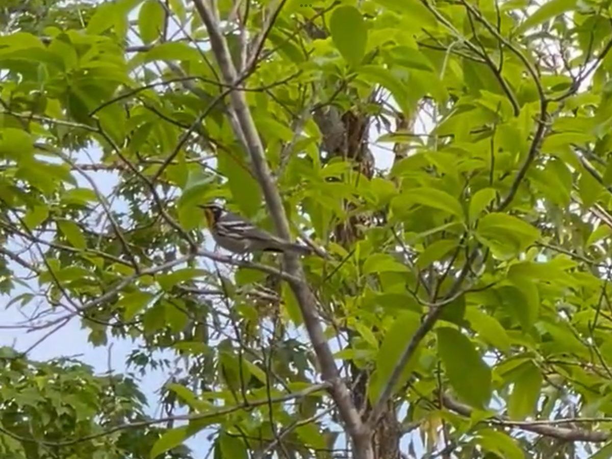 Yellow-throated Warbler - ML618558925
