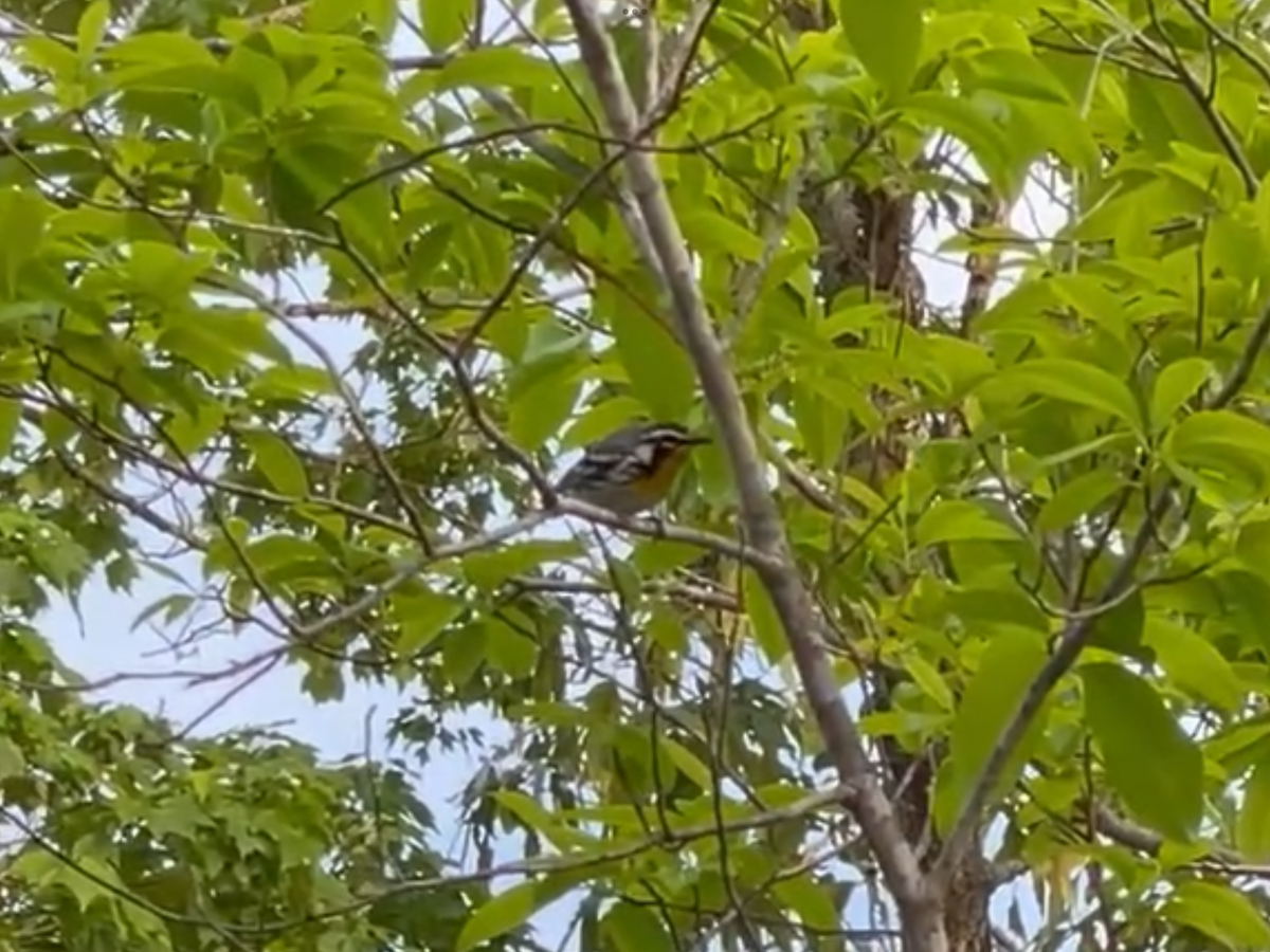 Yellow-throated Warbler - ML618558926