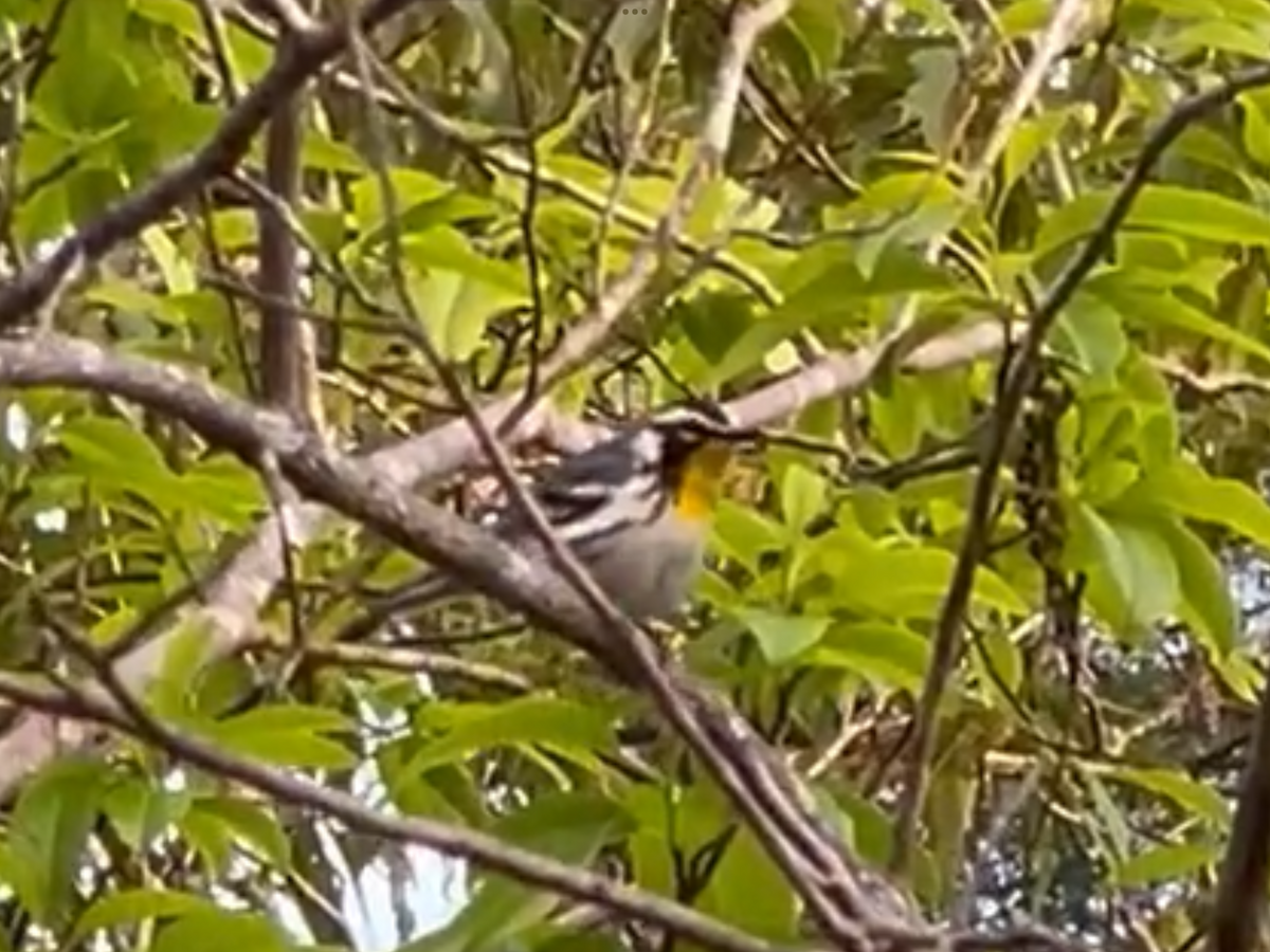 Yellow-throated Warbler - ML618558927