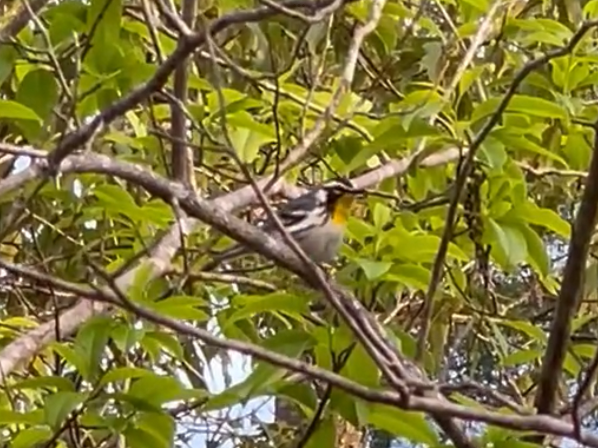 Yellow-throated Warbler - ML618558929