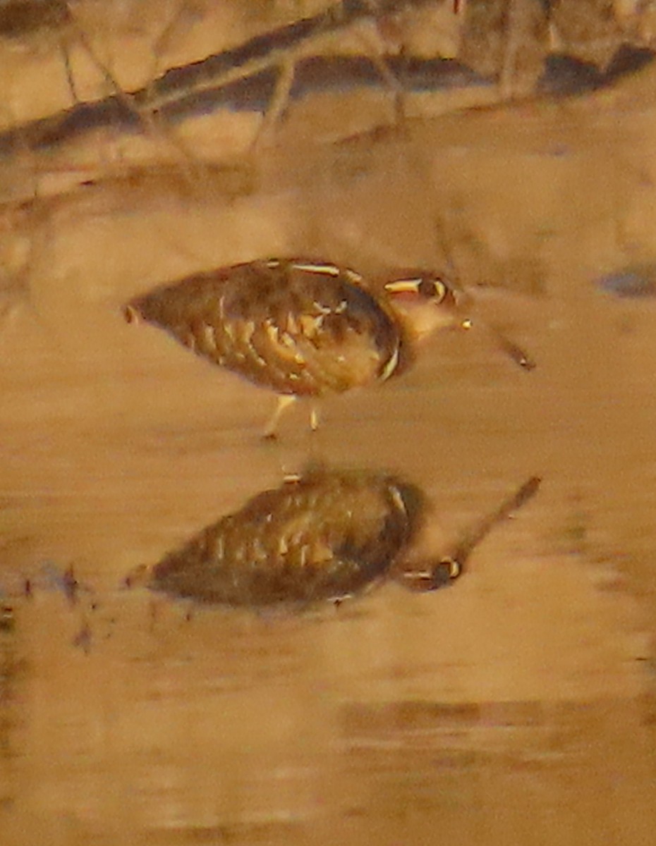 Greater Painted-Snipe - ML618558931
