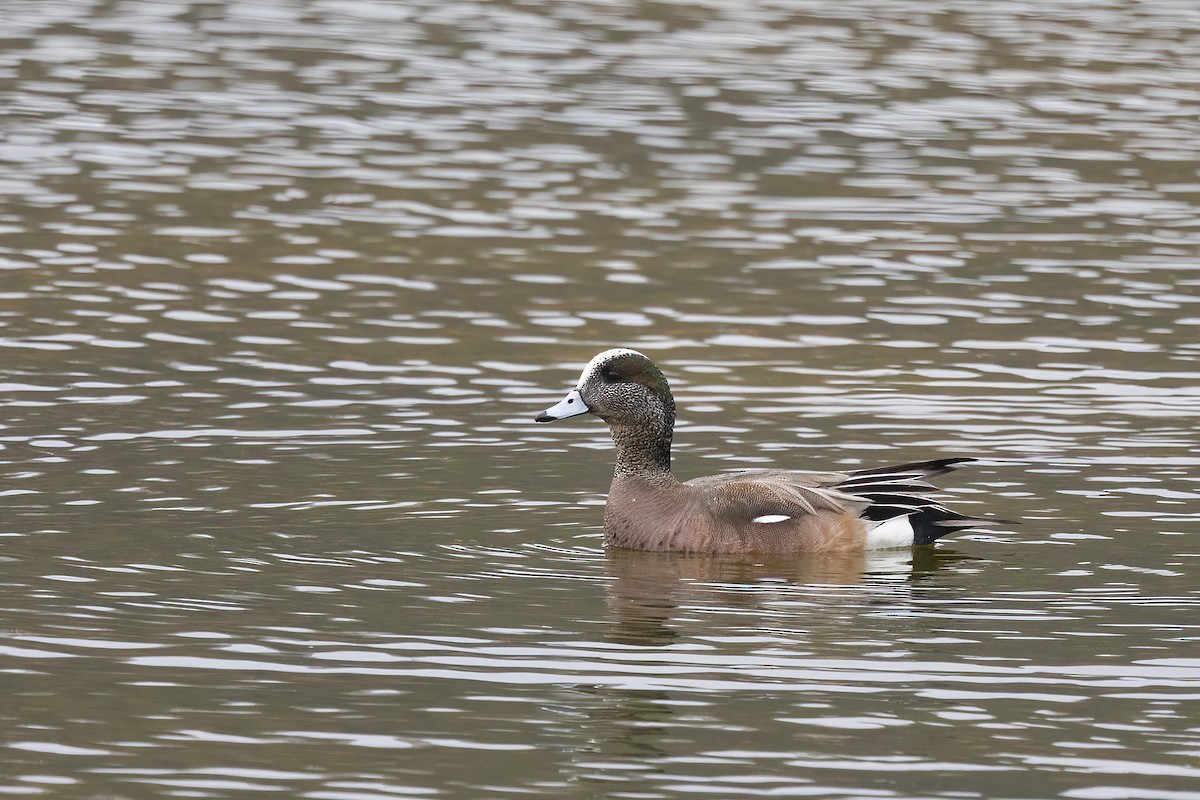 American Wigeon - Maurice Pitre