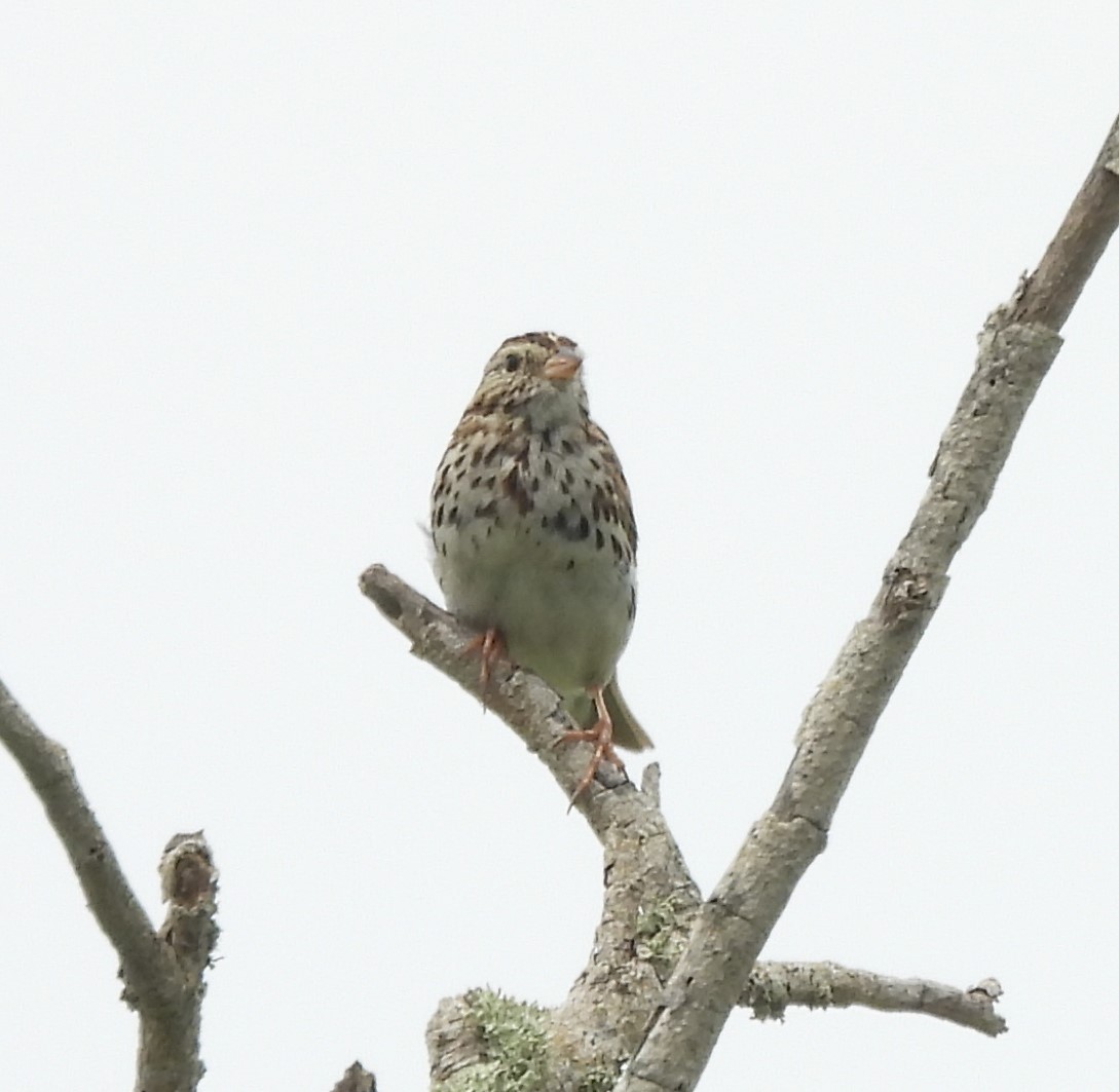Savannah Sparrow - ML618558971