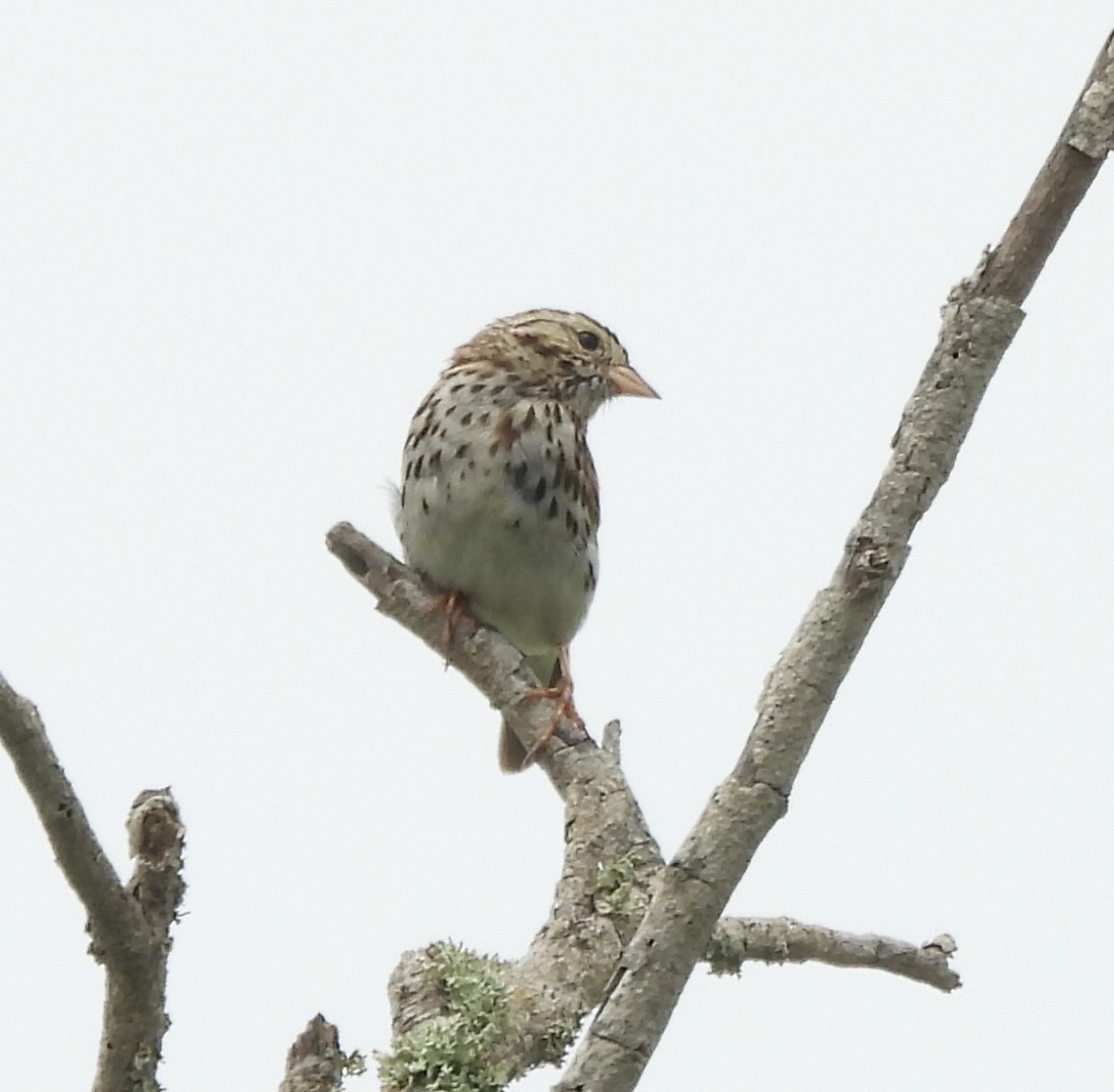 Savannah Sparrow - ML618558972