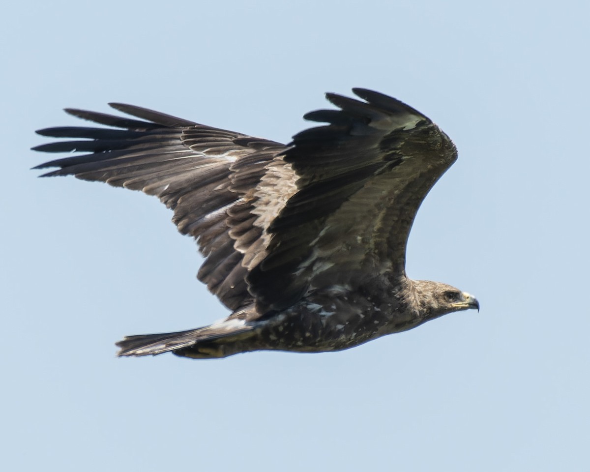 Lesser Spotted Eagle - ML618558988
