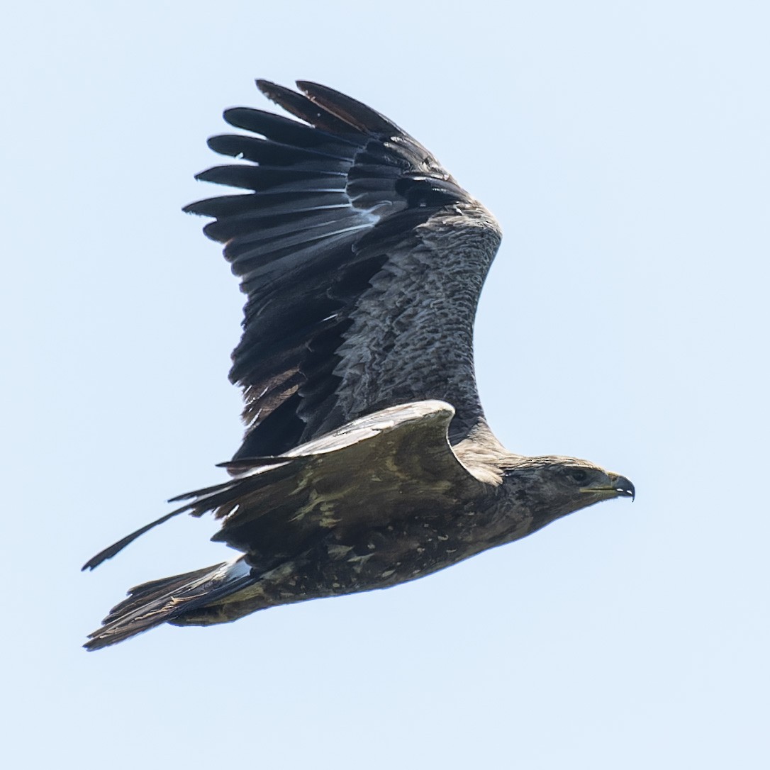 Lesser Spotted Eagle - ML618558989