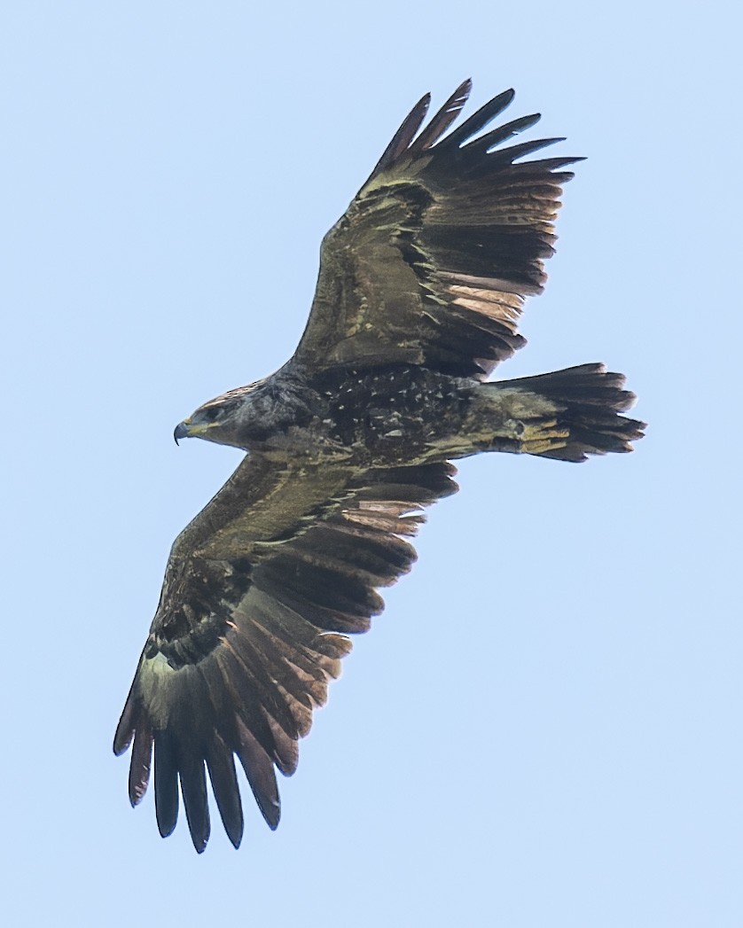 Lesser Spotted Eagle - ML618558990