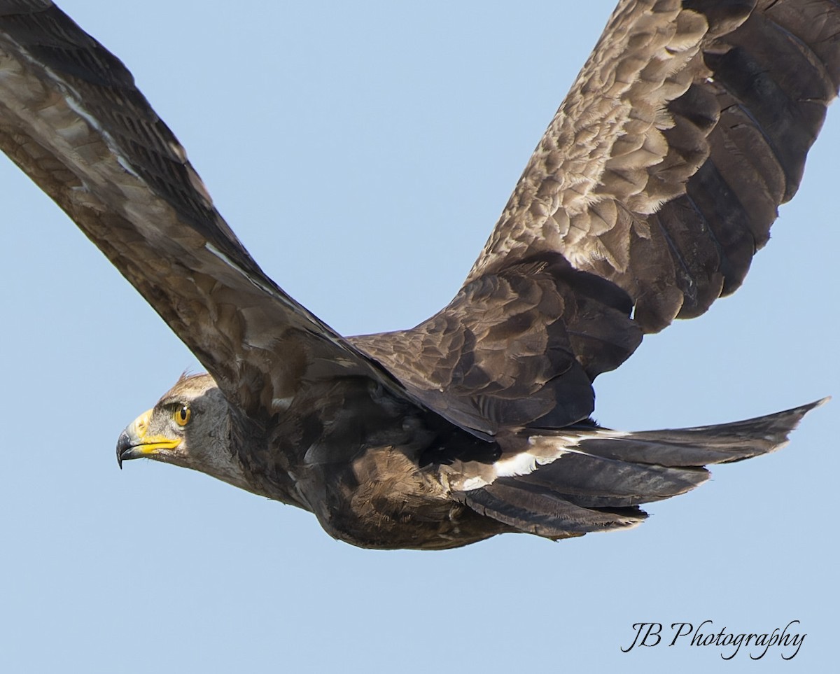 Lesser Spotted Eagle - ML618558991