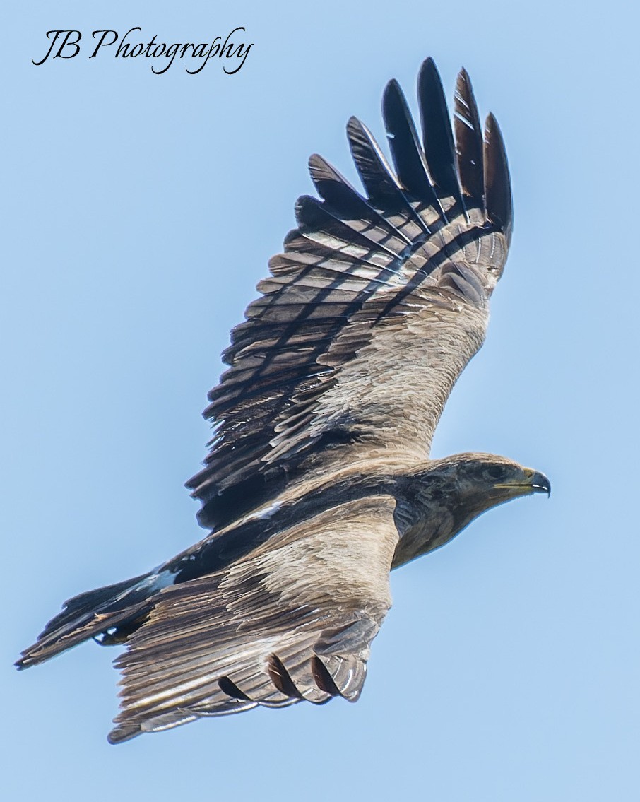 Lesser Spotted Eagle - ML618558992