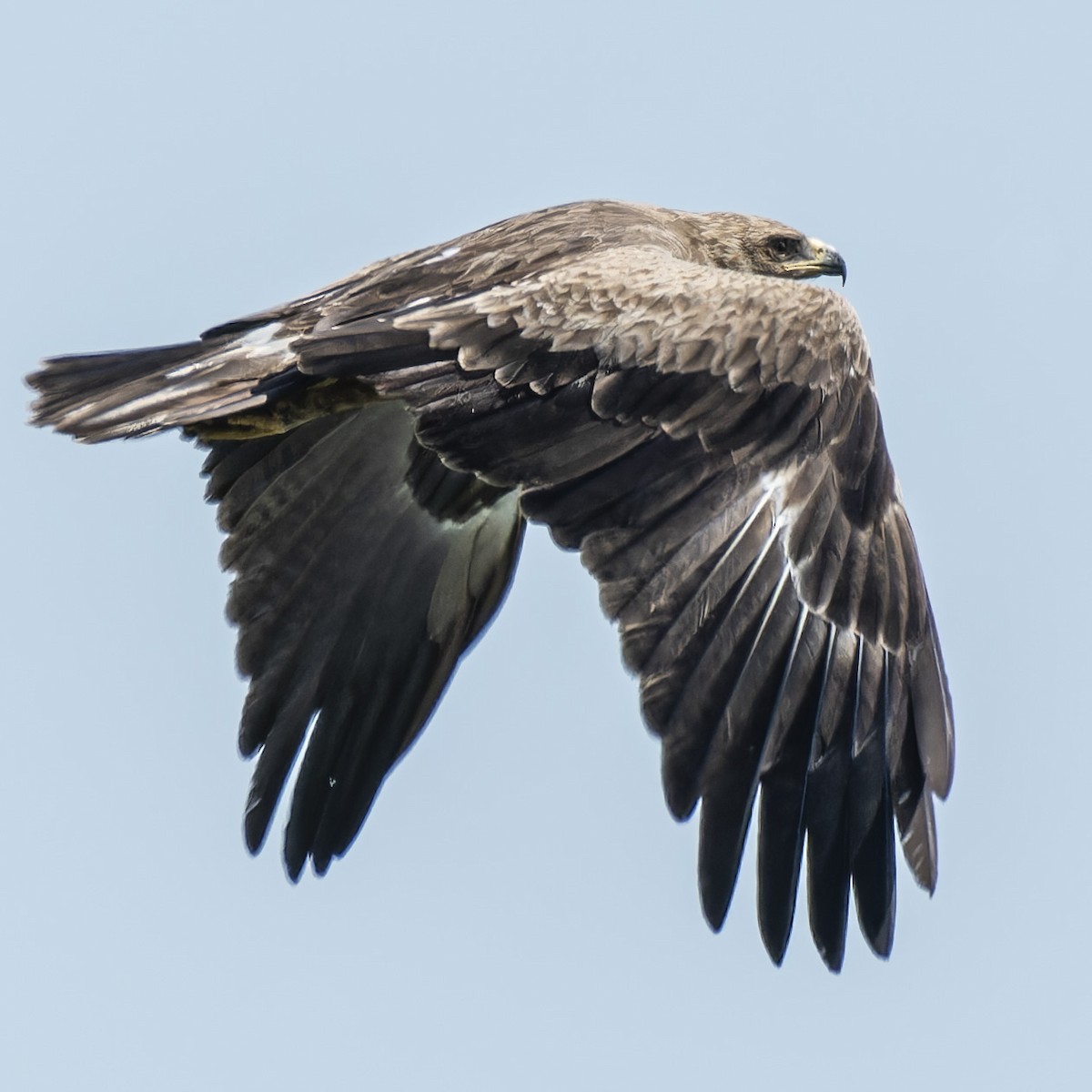 Lesser Spotted Eagle - ML618558993